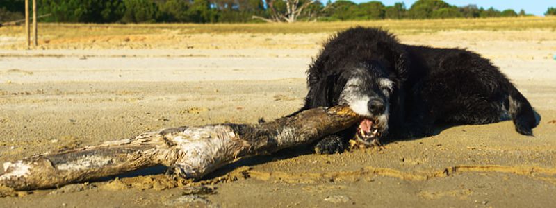 Urlaub Hund Portugal