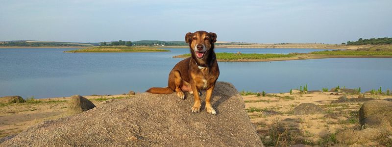 Hundeurlaub Portugal