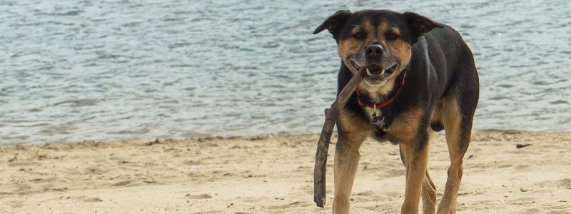 Urlaub mit Hund in Portugal