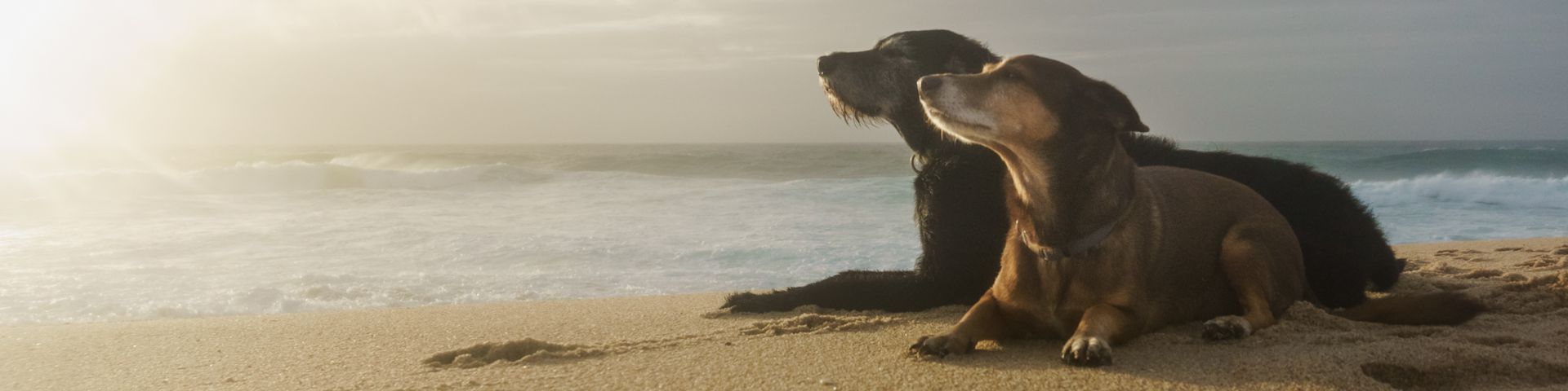 Urlaub mit Hund in Portugal | Fakten, Tipps + Erfahrungen