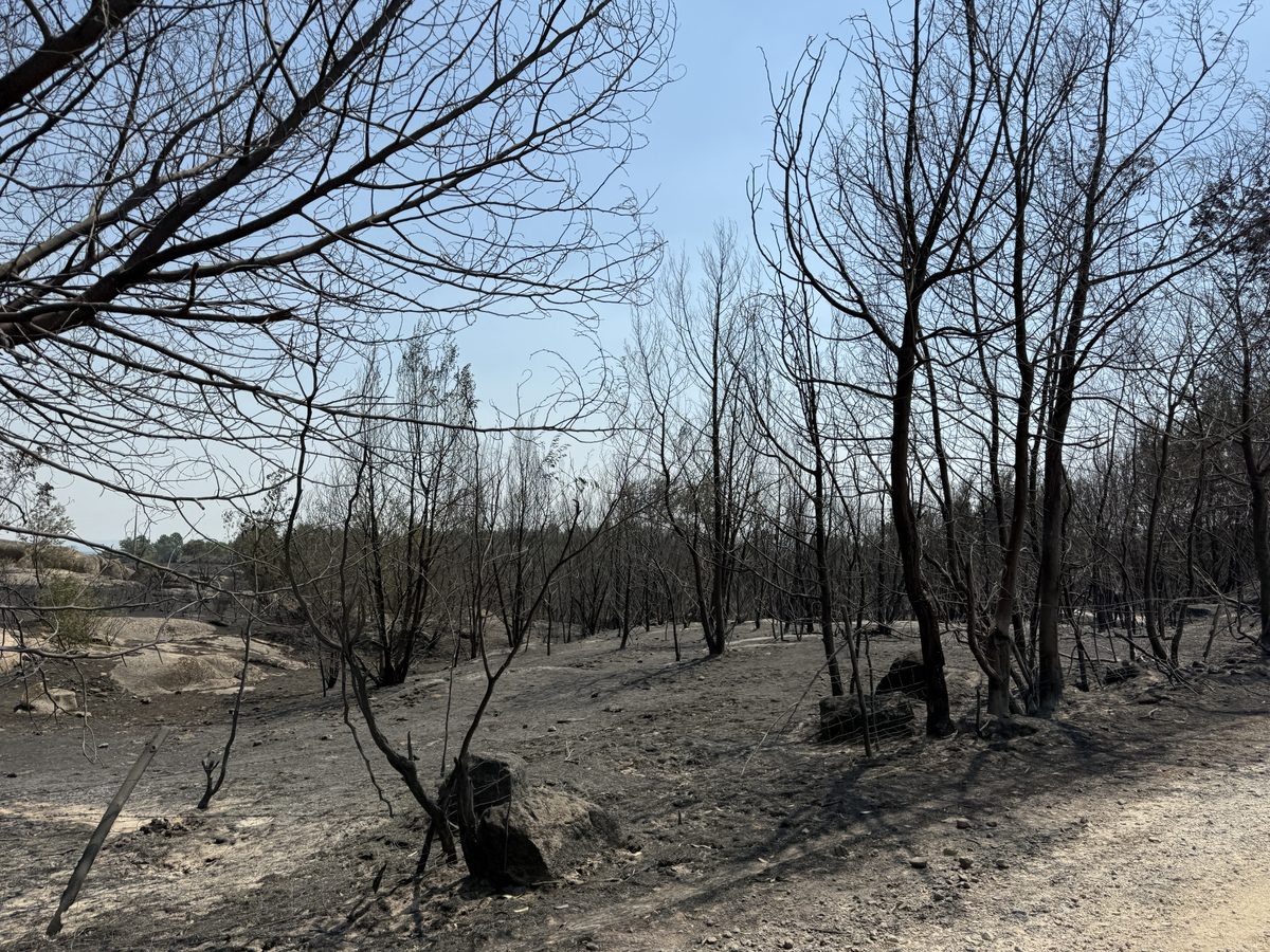 Verbrannter Wald mit kahlen Bäumen und Asche auf dem Boden bei Soalheira im Kreis Fundão