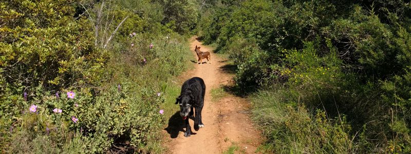 Wandern mit Hund in Portugal